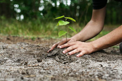 tree planting in Lexington, KY